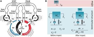 Hemodynamics-driven mathematical model of third heart sound generation